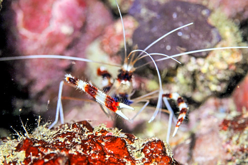Detalhe de pinças do camarão listrado vermelho - Parque Nacional de Komodo - também conhecido por camarão 