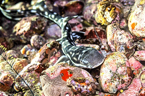 Tubarão gato de coral - Parque Nacional de Komodo - também conhecido por tubarão coral