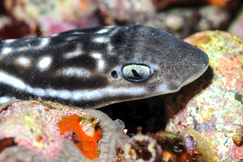 Detalhe da cabeça de tubarão gato de coral - Parque Nacional de Komodo - também conhecido por tubarão cora