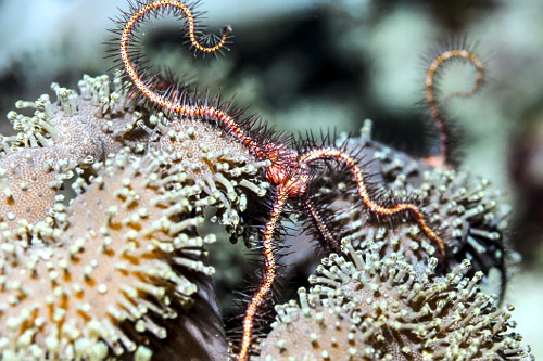 Ofiúro sobre coral de morfotipo azul - Parque Nacional de Komodo -