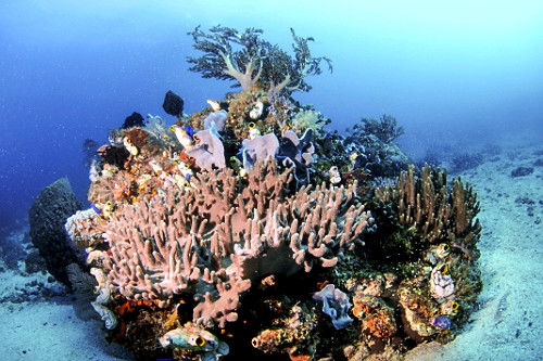 Recife de coral saudável e biodiverso com espécies de crinoides , corais e tunicados - Parque Nacional de Ko