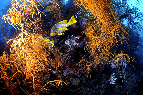 Peixe hemulídeo amarelo listrado e peixe leão em recife de coral - Parque Nacional de Komodo - 
