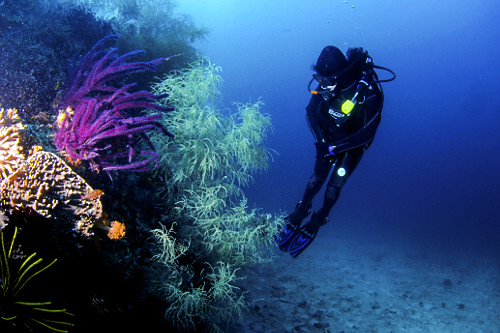 Mergulhadora observa um recife de coral biodiverso com coral preto e coral macio - Parque Nacional de Komodo