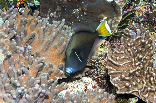 Cangulo meia-lua - Parque Nacional de Komodo - também denominado peixe-porco meia-lua