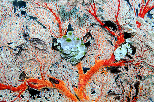 Colônia de tunicados em coral-mole - Parque Nacional de Komodo -