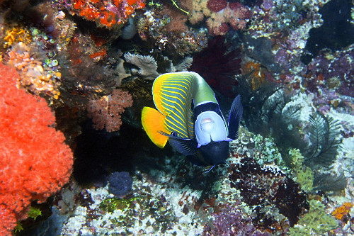 Peixe-anjo imperador Parque Nacional de Komodo