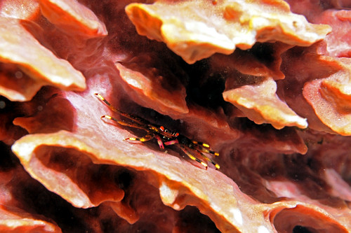 Detalhe de caranguejo de guarda em coral - Parque Nacional de Komodo - 