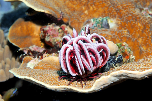 Crinoide em um coral - Parque Nacional de Komodo - 