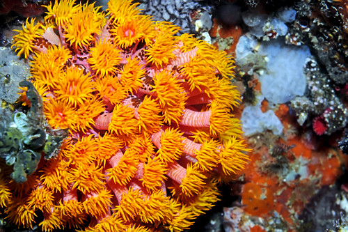 Coral-mole - Parque Nacional de Komodo - 