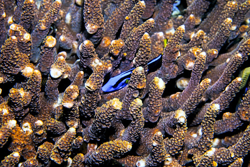 Peixe cirurgião-azul em coral - Parque Nacional de Komodo - 