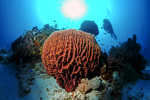 Esponja barril em recife de coral - Parque Nacional de Komodo - mergulhadora ao fundo observando