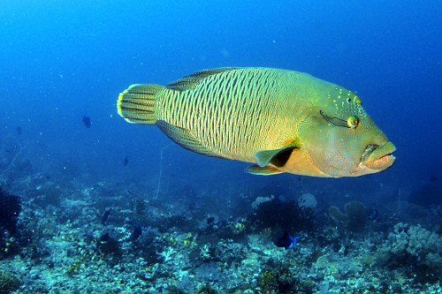 Peixe napoleão - Parque Nacional de Komodo - 