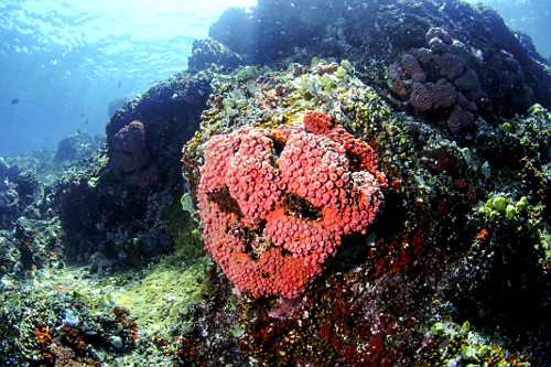 Coral-mole - Parque Nacional de Komodo - 