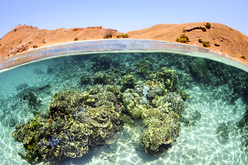 Recife de coral biodiverso e saudável no raso - próximo a ilha de Komodo - Parque Nacional de Komodo - 