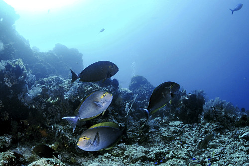 Peixe cirurgião alongado - Parque Nacional de Komodo - 