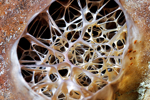 Detalhe da estrutura do sincício interno de uma esponja - Parque Nacional de Komodo -