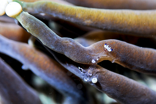 Detalhe de camarãozinho de anêmona sobre tentáculo de uma anêmona-do-mar - Parque Nacional de Komodo -
