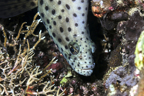 Detalhe de bacalhau barramundi ou garoupa de bossa - Parque Nacional de Komodo -