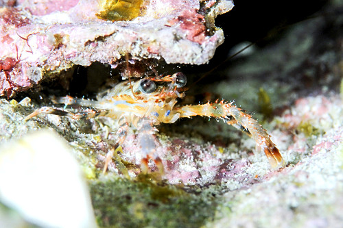 Detalhe de crustáceo - Parque Nacional de Komodo - 