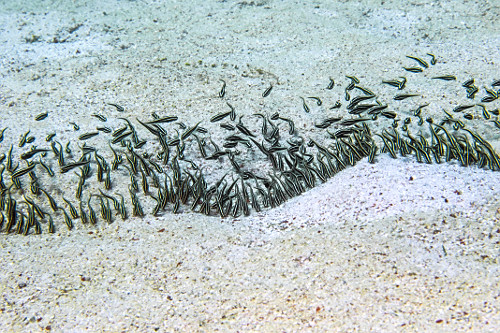 Cardume de peixe-gato enguia listrado se alimentando - Parque Nacional de Komodo - 