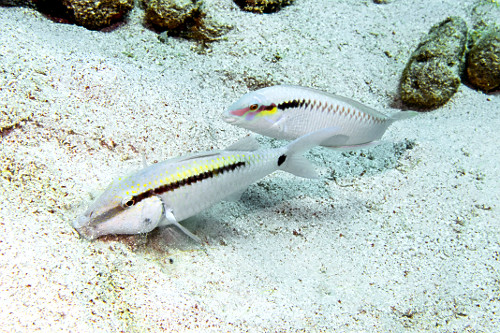 Par de peixes bodes - Parque Nacional de Komodo - 