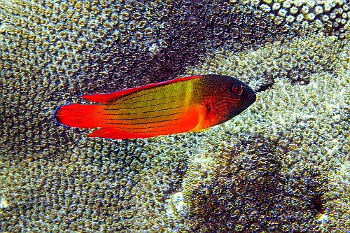 Peixe cirritídeo juvenil - Parque Nacional de Komodo - 