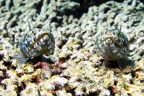 Dupla de peixes-lagarto também denominado lagarto-do-mar , tiravira , traíra-das-pedras , traíra-do-mar - P
