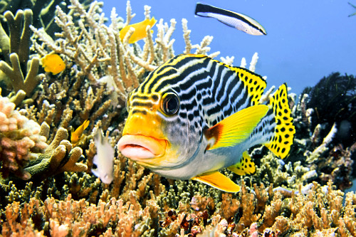Peixe hemulídeo e peixe limpador ou bodião limpador - Parque Nacional de Komodo - 