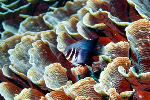 Donzelinha em um coral - Parque Nacional de Komodo - 