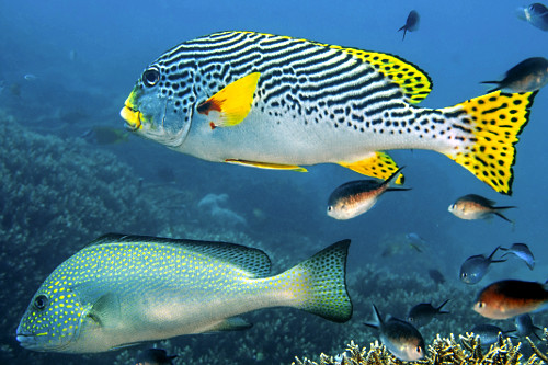 Peixes hemulídeos - Parque Nacional de Komodo - 