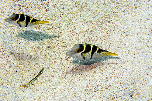 Par de peixes tetraodontídeos - baiacu ou peixe balão - Parque Nacional de Komodo - 