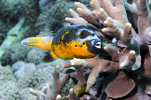 Peixe tetraodontídeo - peixe balão ou baiacu - Parque Nacional de Komodo - 
