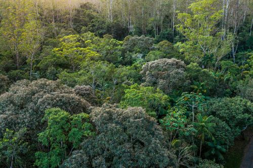 Parque das Neblinas - Instituto Ecofuturo com dossel florestal em diferentes estágios de regeneração - vege