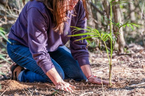Plantio de muda de palmito-juçara em área de restauração florestal