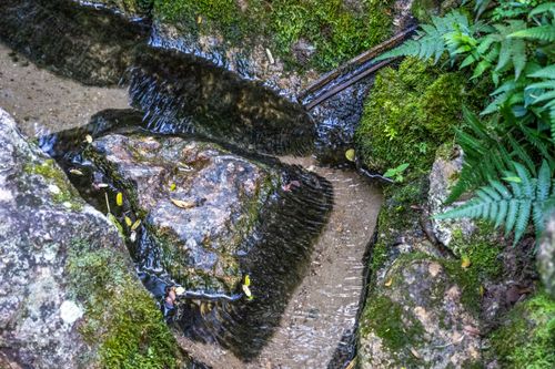 Nascente geográfica do rio Tietê na Mata Atlântica - Parque Nascentes do Tietê - Alto Tietê 
