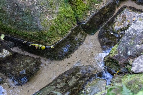 Nascente geográfica do rio Tietê na Mata Atlântica - Parque Nascentes do Tietê - Alto Tietê 