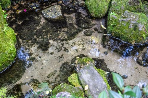 Nascente geográfica do rio Tietê na Mata Atlântica - Parque Nascentes do Tietê - Alto Tietê 