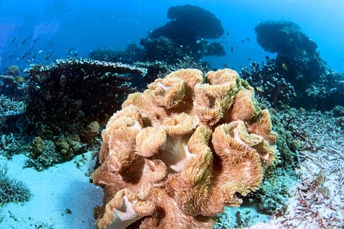 Anêmona-do-mar gigante no Parque Nacional de Komodo - 