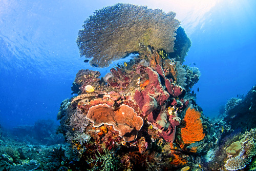 Recife biodiverso e saudável com várias espécies de coral e esponja - Parque Nacional de Komodo - 