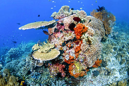 Recife biodiverso e saudável com várias espécies de coral e esponja - Parque Nacional de Komodo - 