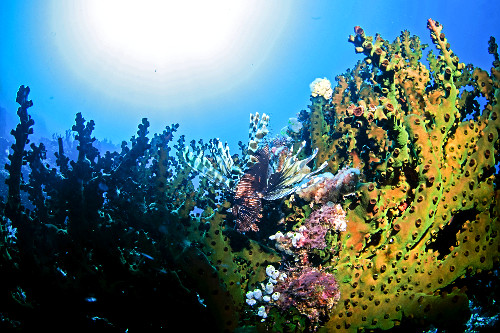Peixe leão em um coral sol - Parque Nacional de Komodo - 