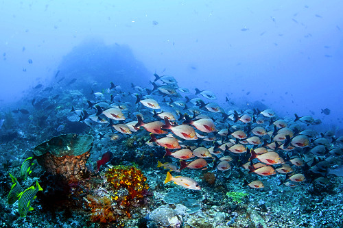 Cardume de caranhas em recife de corais - Parque Nacional de Komodo - 
