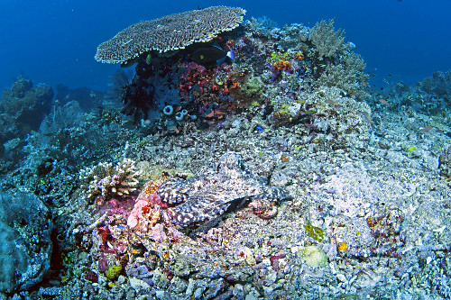Polvo comum camuflado em recife de corais - Parque Nacional de Komodo - 