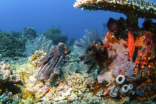 Polvo comum nada próximo a garoupa de coral ou garoupa estrelada - Parque Nacional de Komodo - 