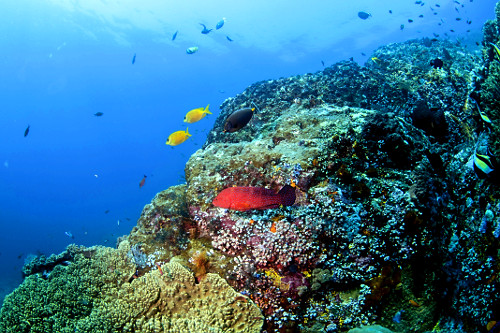 Garoupa de coral , um par de peixes coelho e um barbeiro - Parque Nacional de Komodo - 