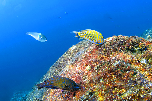 Peixe cirurgião , peixe tentilhão e labrídeo se alimentando de pólipos de coral - Parque Nacional de Komod