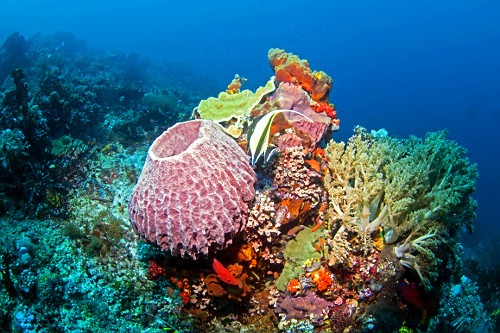 Peixe ídolo mourisco entorno de esponja barril e várias espécies de corais - Parque Nacional de Komodo -