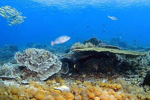 Recife de corais saudável com peixe imperador , cardume de mulídeos à esquerda , coral mole e coral tabulei