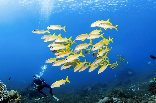Mergulhador observa cardume de peixes mulídeos - Parque Nacional de Komodo -