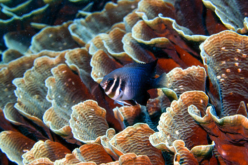 Donzelinha escondido em um coral pagoda - Parque Nacional de Komodo -